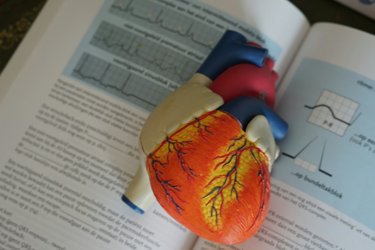 Anatomical heart model on a medical book